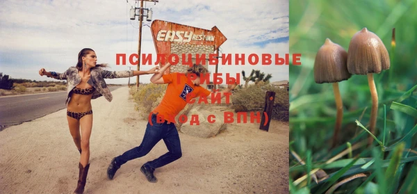 ГАЛЛЮЦИНОГЕННЫЕ ГРИБЫ Новозыбков